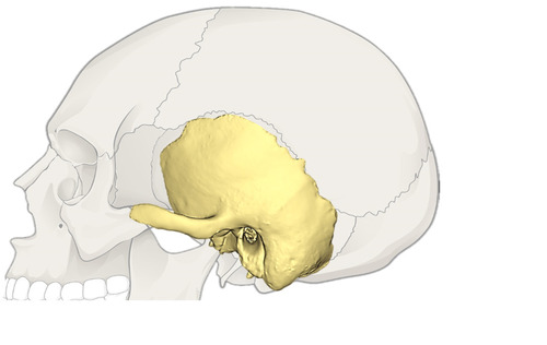 Temporal Bone 3d In DLF Phase 3